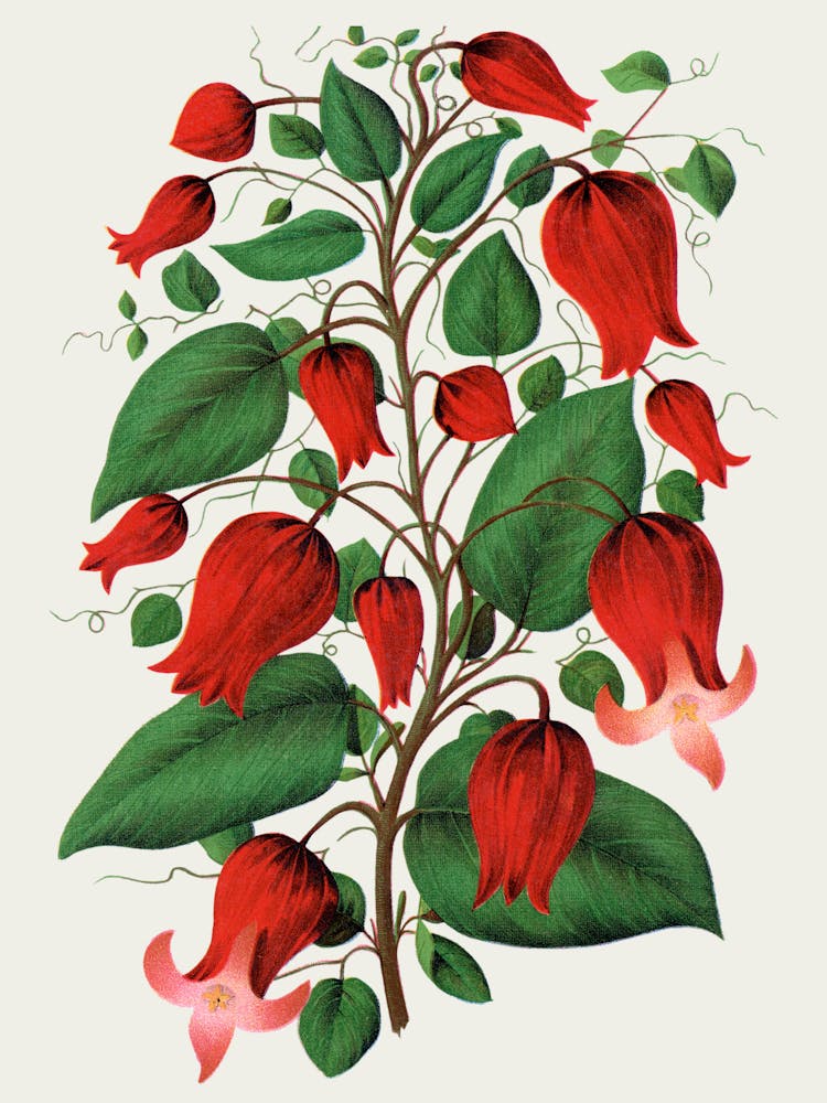 Fuchsie