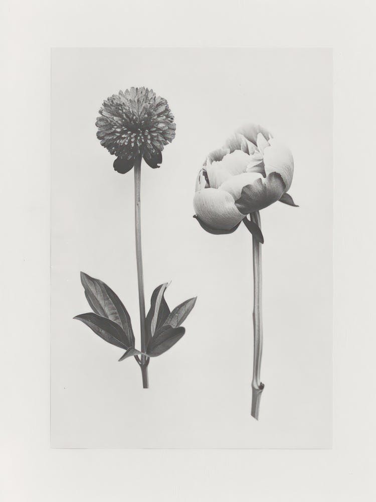 Peony Flower Photo Collage 1