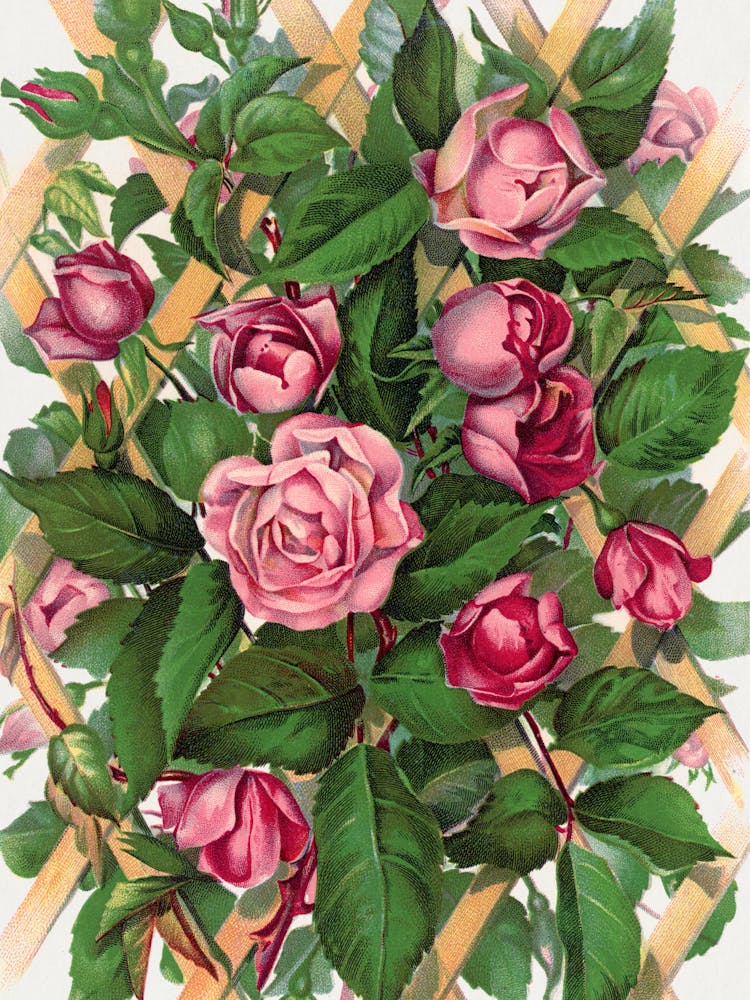 Roses Sur Une Clôture