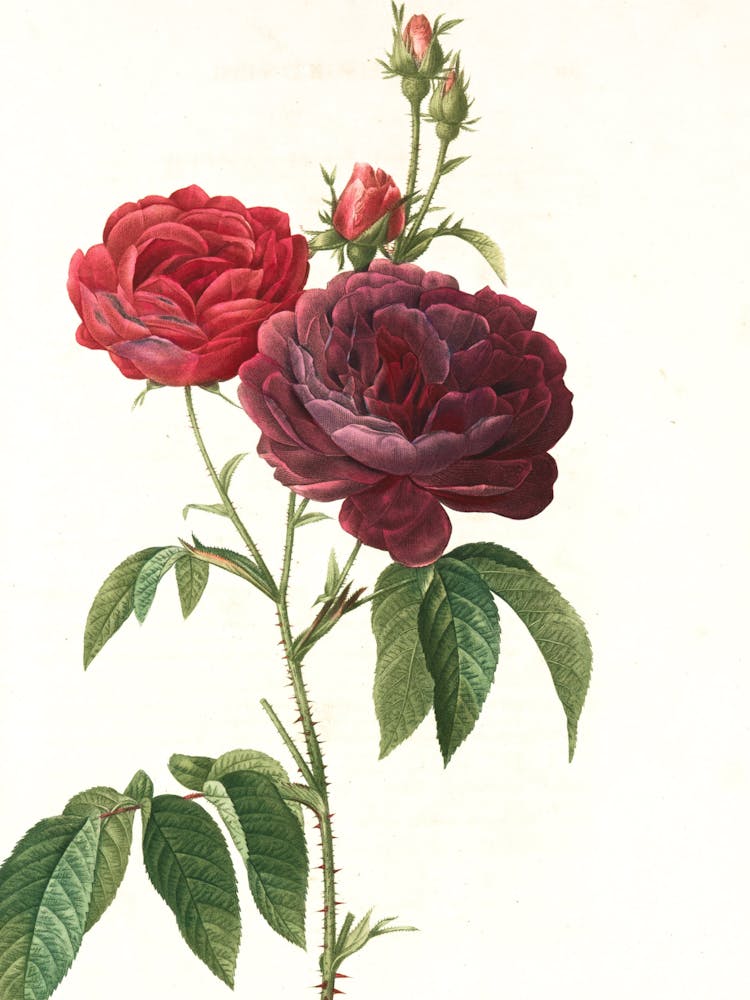 Two Roses