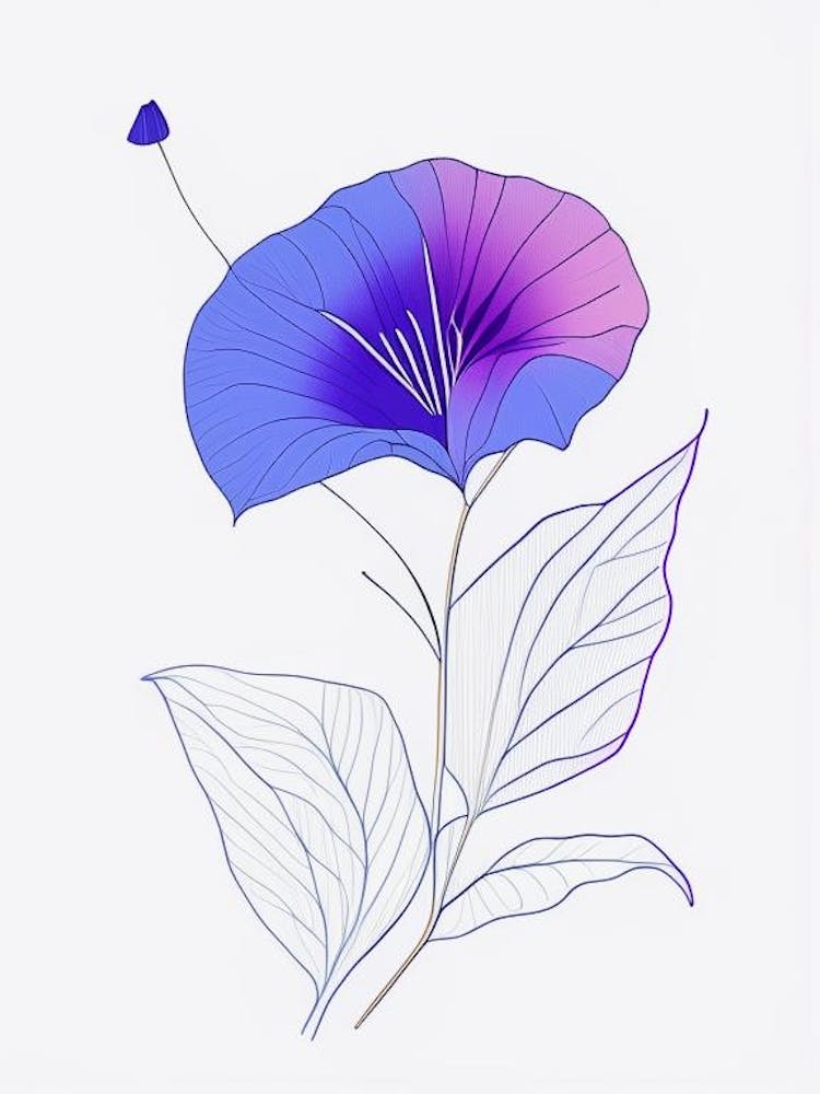 Morning Glory Floral Minimal Line Drawing 3 Flower