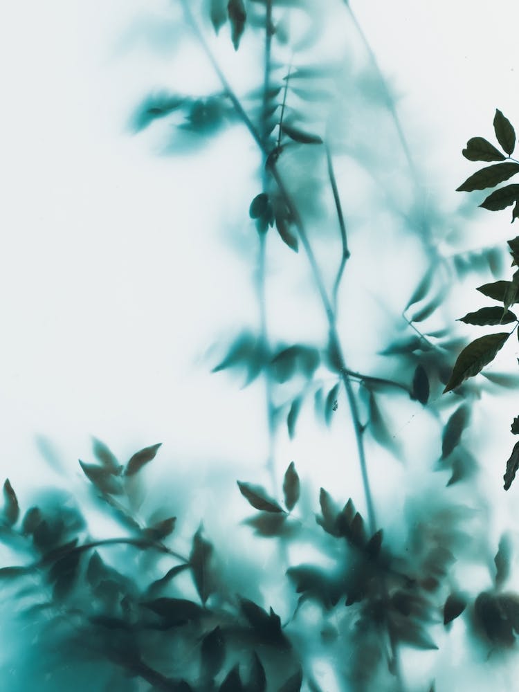 Blue Leaves On Frosted Glass