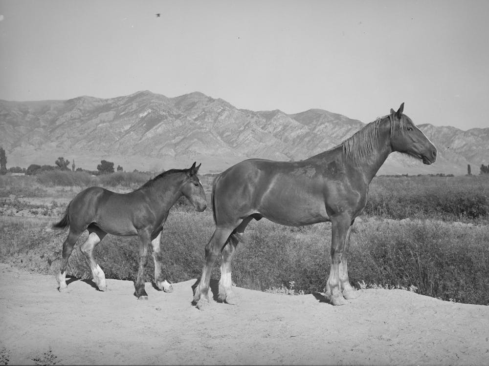 Colts From Fsa (Farm Security Administration) Cooperative Sire, Box Elder County, Utah By Russell Lee