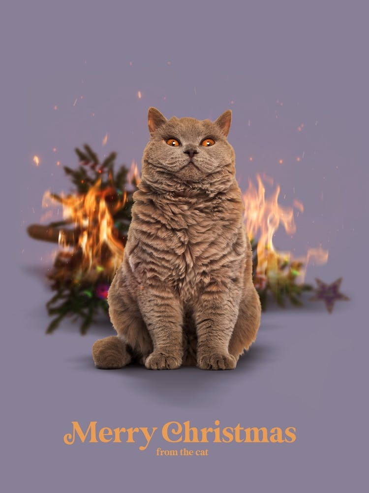 Merry Christmas From The Cat