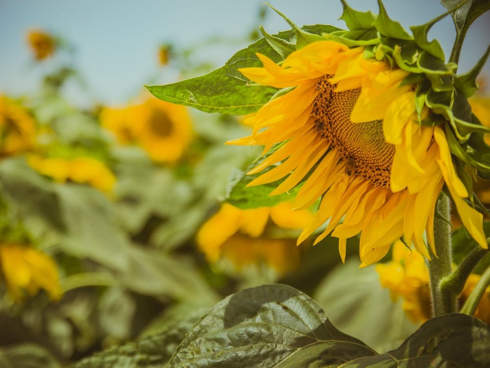 Sunflower In Sunflower Field 1