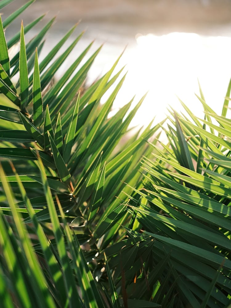 Sonne scheint durch Palmenblätter // Ibiza Natur- & Reisefotografie