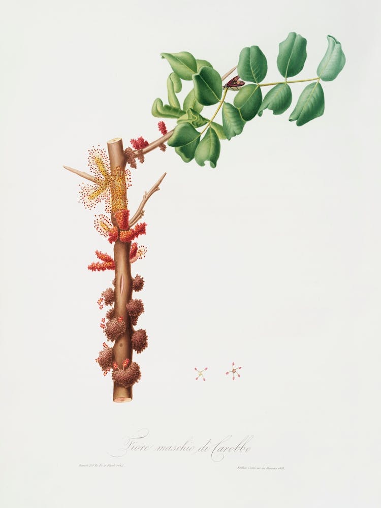 Carob Flower (Ceratonia Siliqua) From Pomona Italiana (1817 - 1839), Giorgio Gallesio