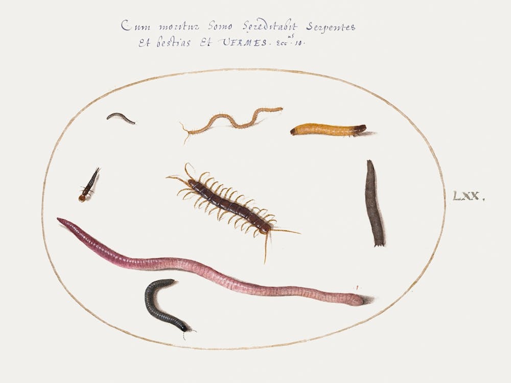 Worm, Centipede, Millipede, And Other Long Creatures (1575–1580), Joris Hoefnagel