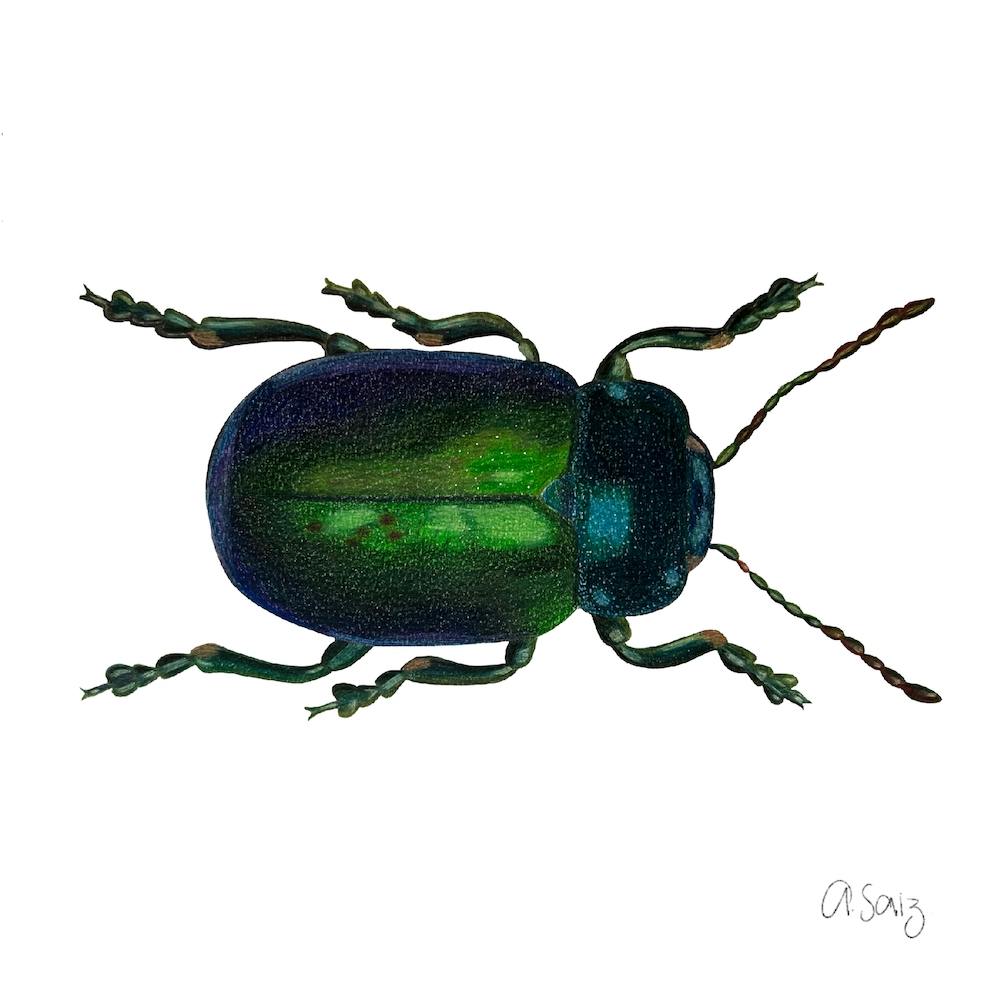Emerald Beetle. 1