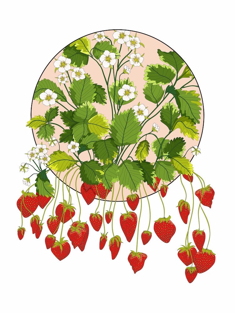 Circular Mofit Strawberries