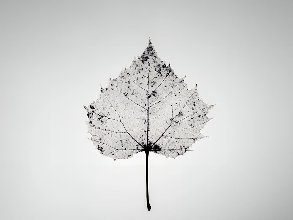 Leaf