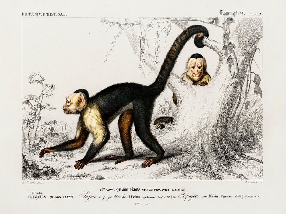 White Headed Capuchin (Cebus Hypoleucus), Charles Dessalines D'Orbigny