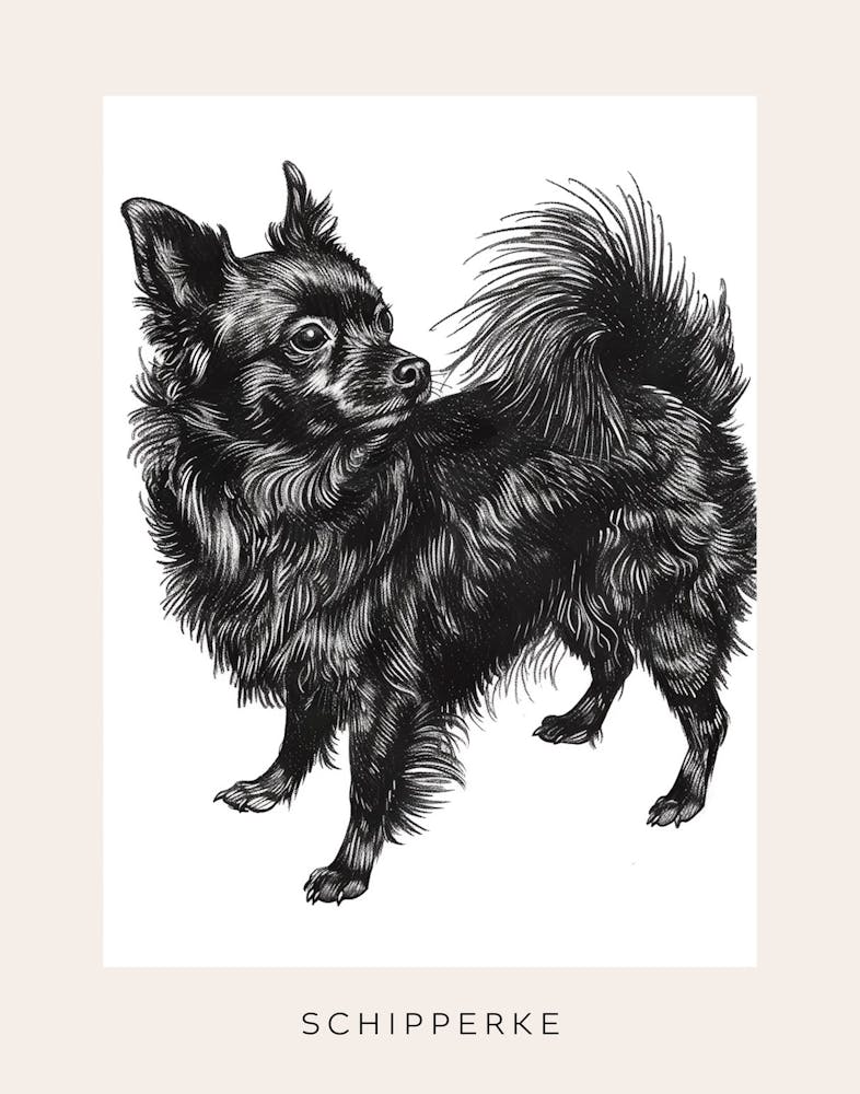Schipperke Dog Line Sketch 1 Poster