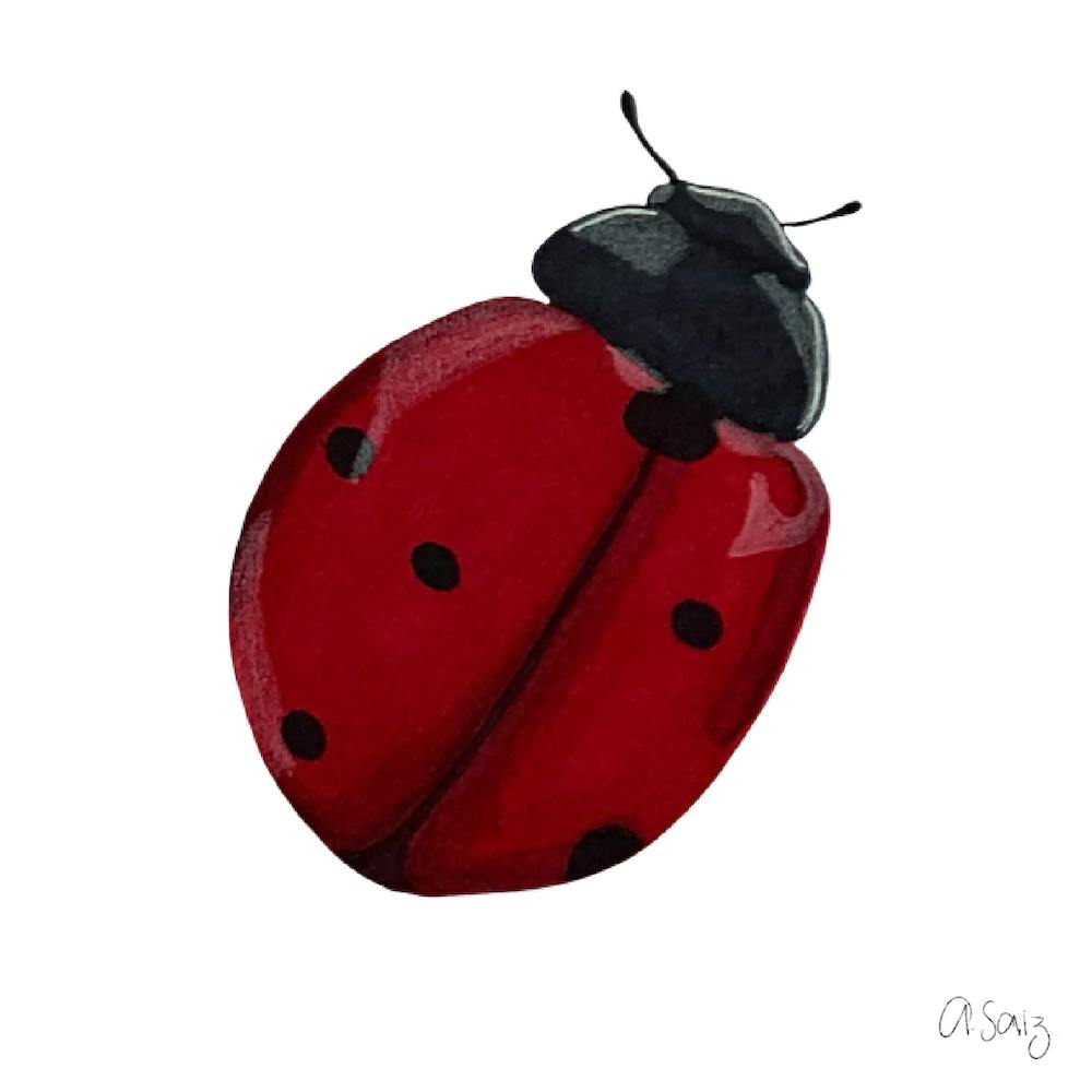 Ladybug