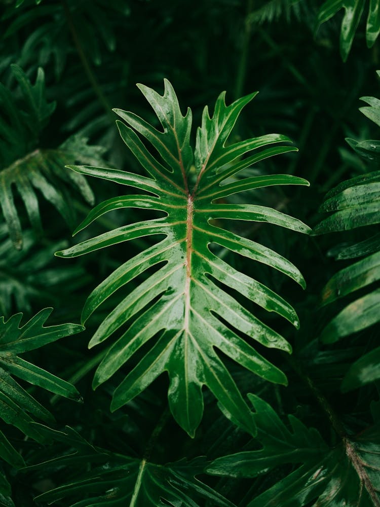 Philodendron