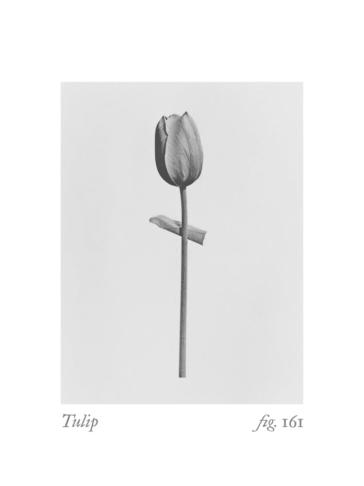 Tulip Botanical Collage 4