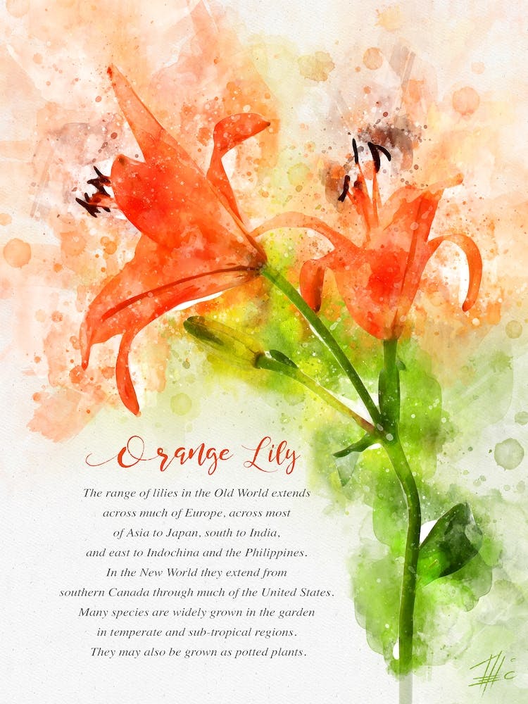 Orange Lily