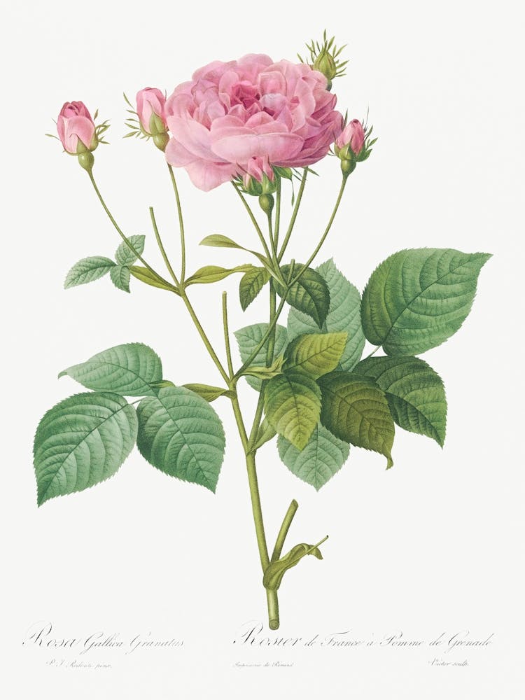 Rosa Gallica Granules, Pierre Joseph Redoute
