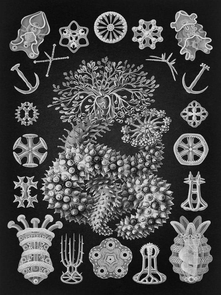 Vintage Haeckel 15 Tafel 50 Gurkensterne