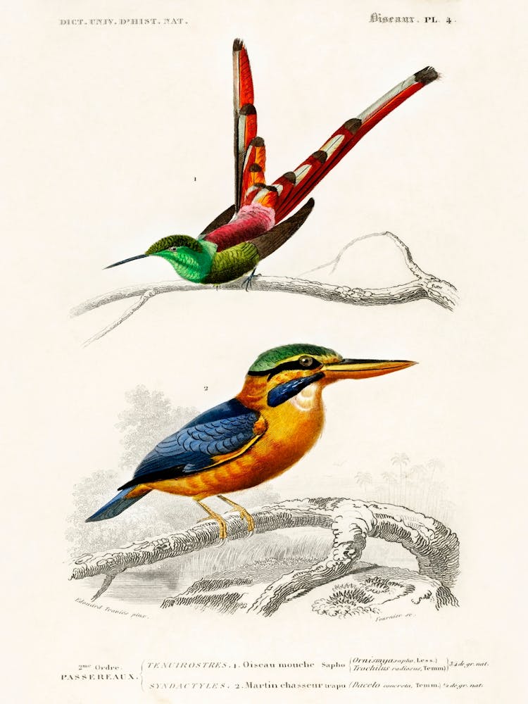 Different Types Of Birds, Charles Dessalines D'Orbigny 27
