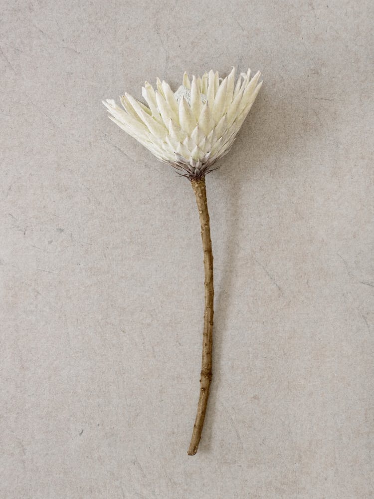 Single White King Protea