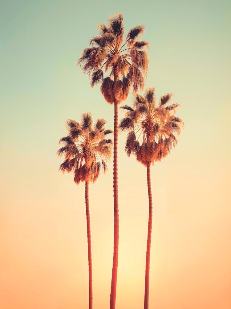 California Dreaming - Sunrise Palms