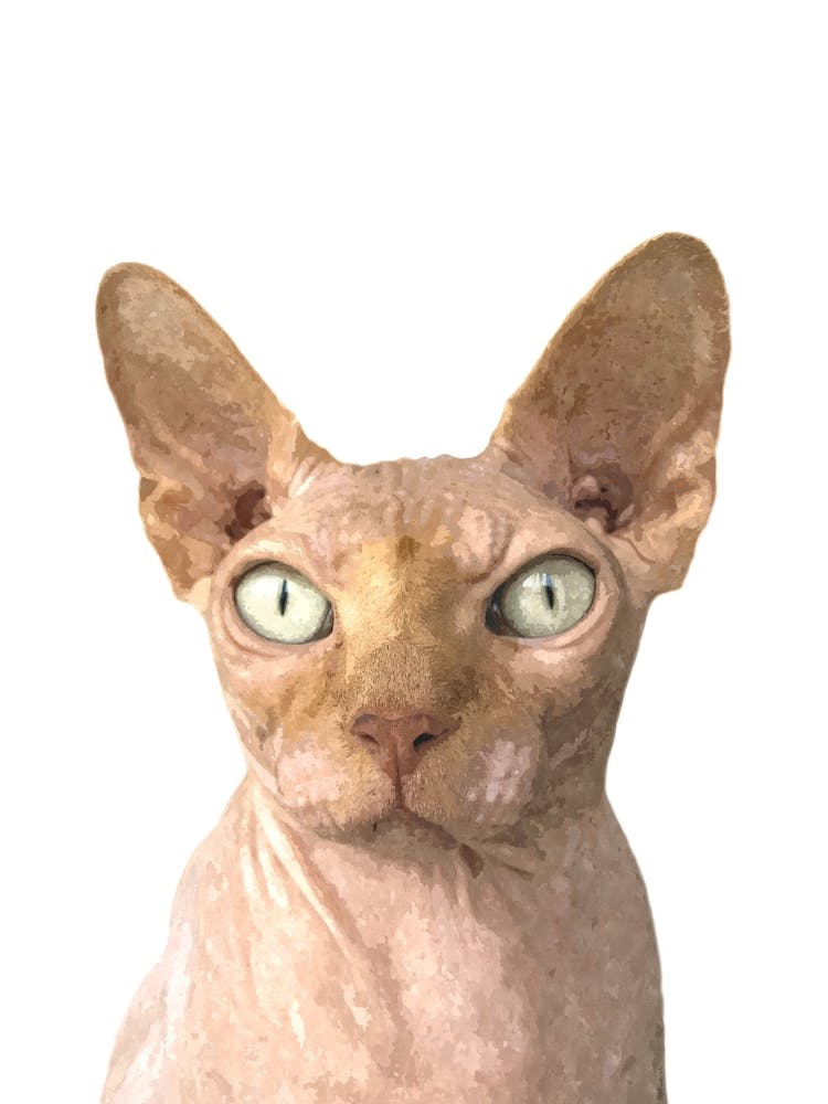 Sphynx Cat Watercolor Effect