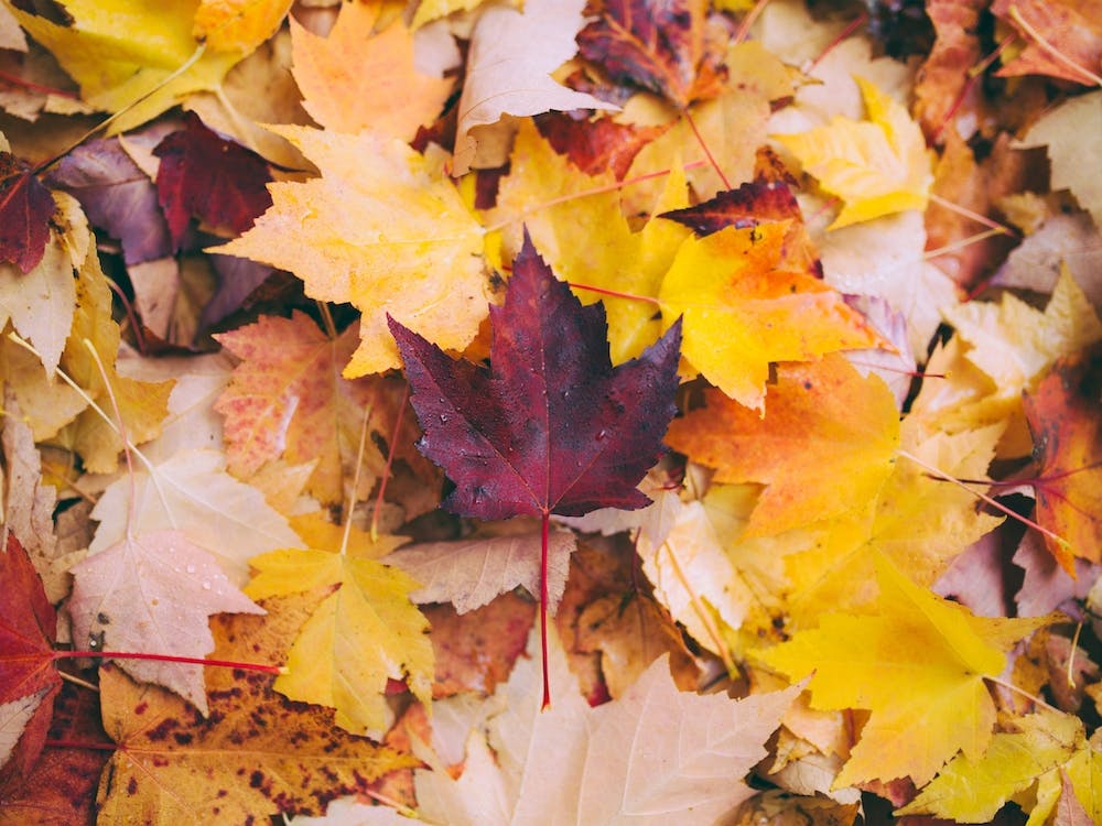 Leaves On Forest Floor