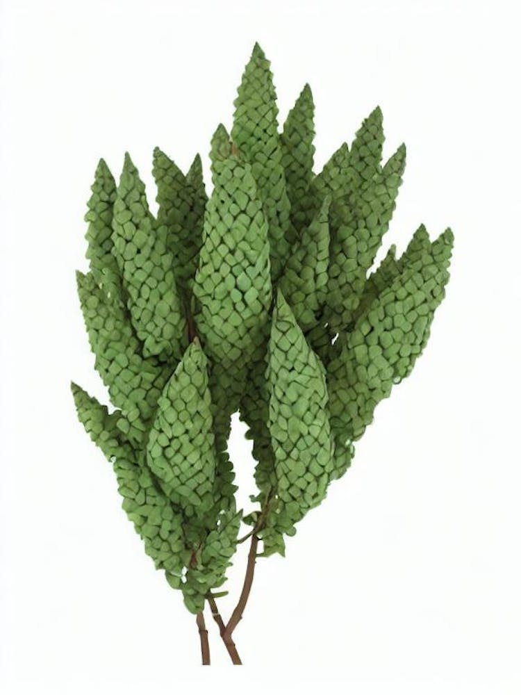 Celosia Plumosa (Celosia Argentea Var