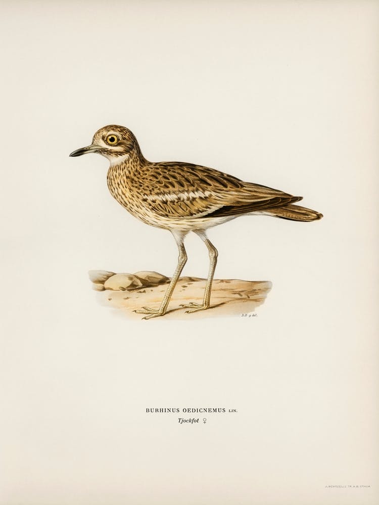 Eurasian Stone Curlew, The Von Wright Brothers