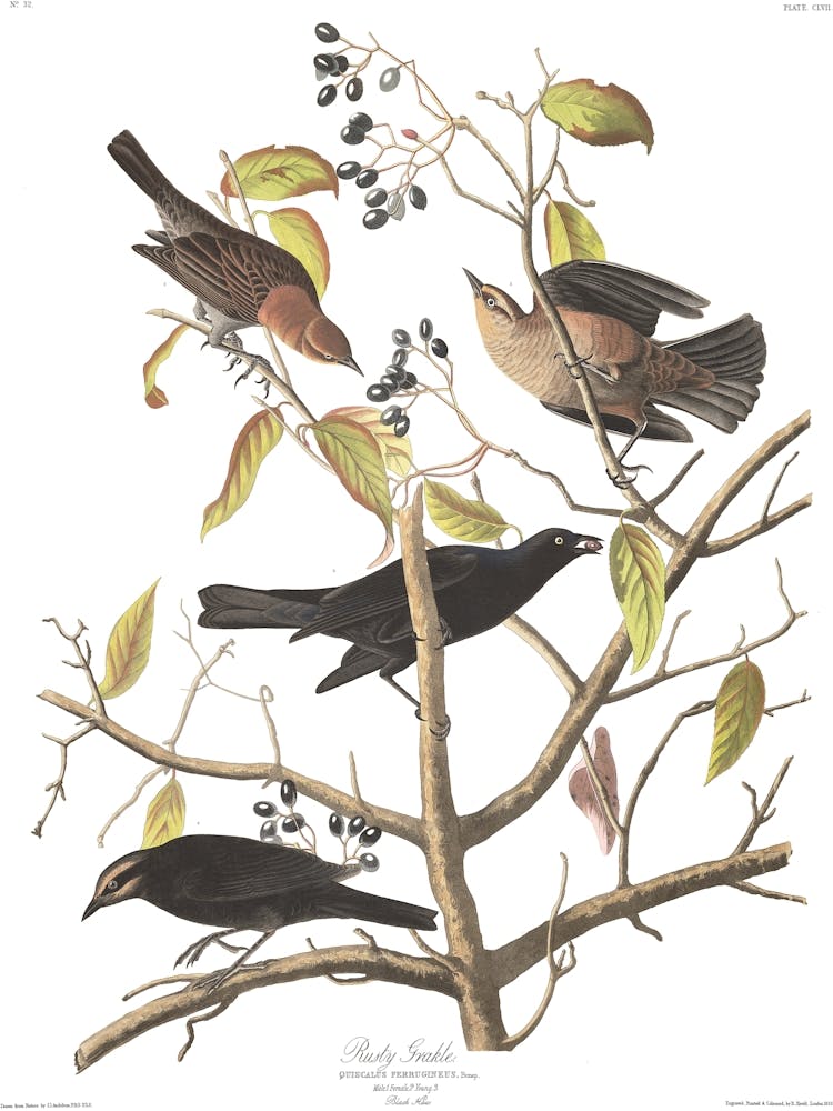 John James Audubon Rusty Grackle
