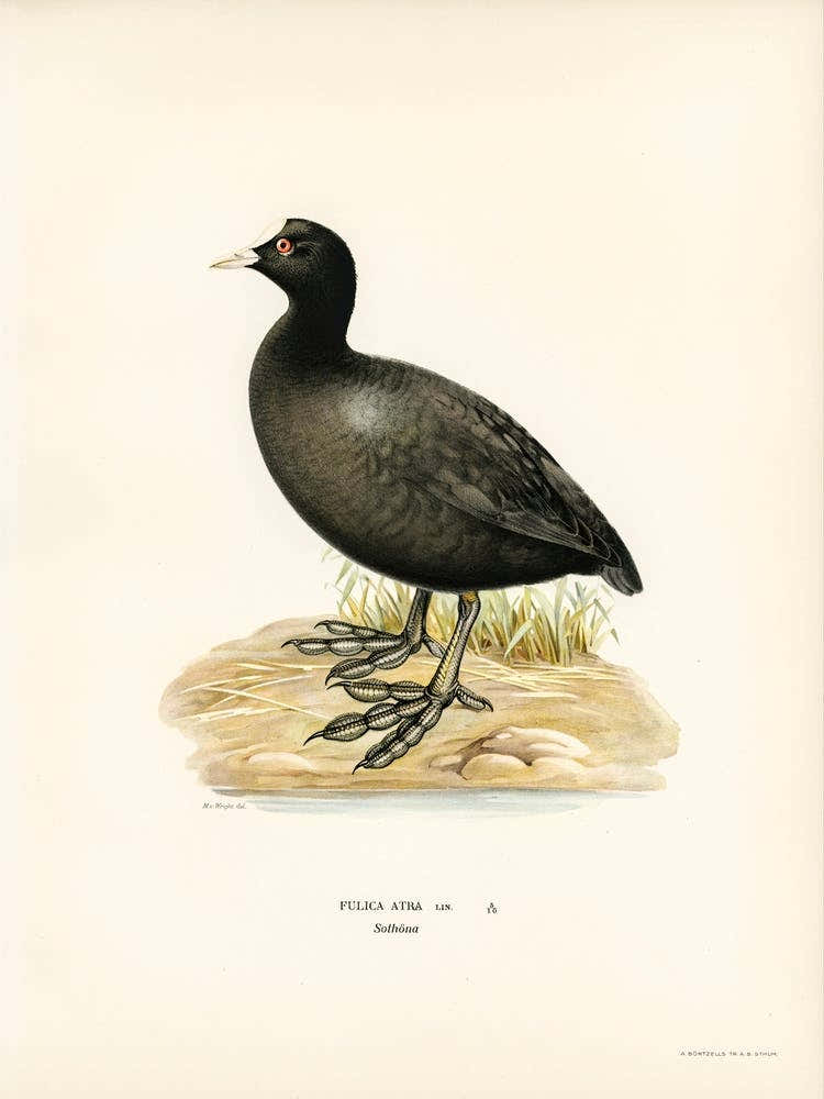 Eurasian Coot, The Von Wright Brothers