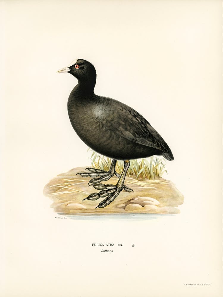 Eurasian Coot, The Von Wright Brothers