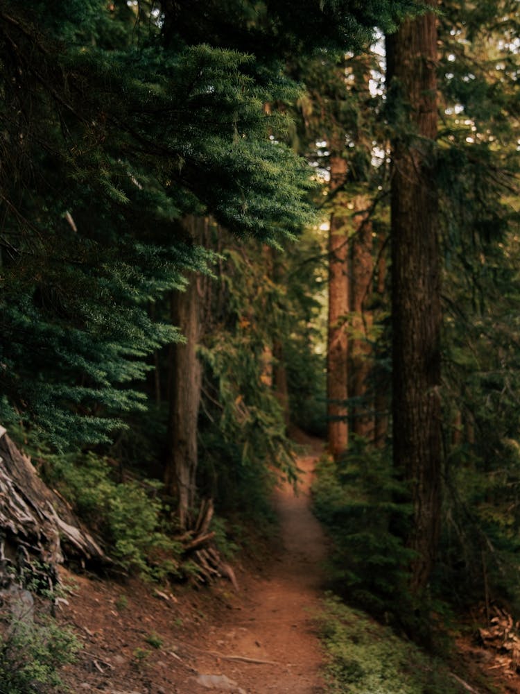 Journey into the Woods