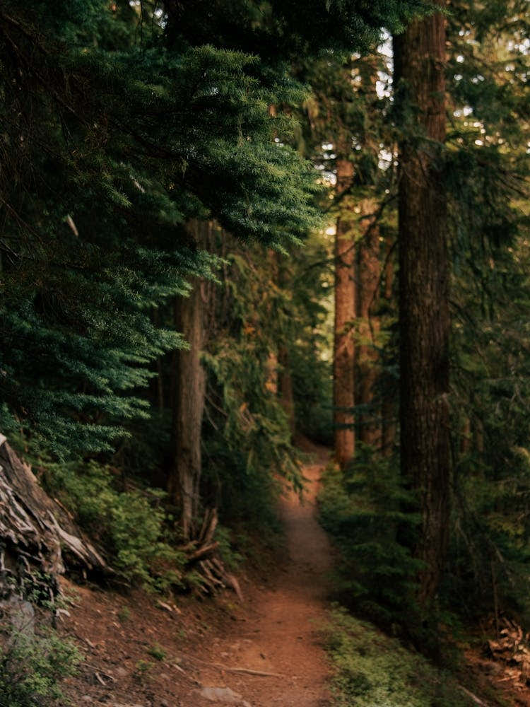 Journey into the Woods