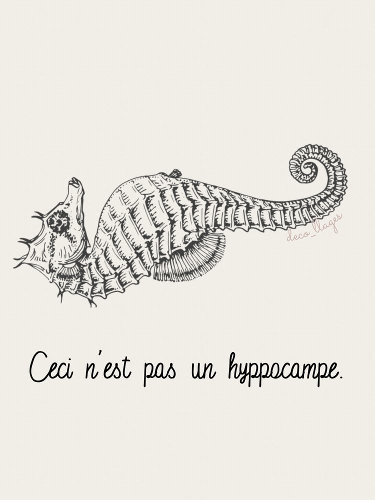 Hyppocampe