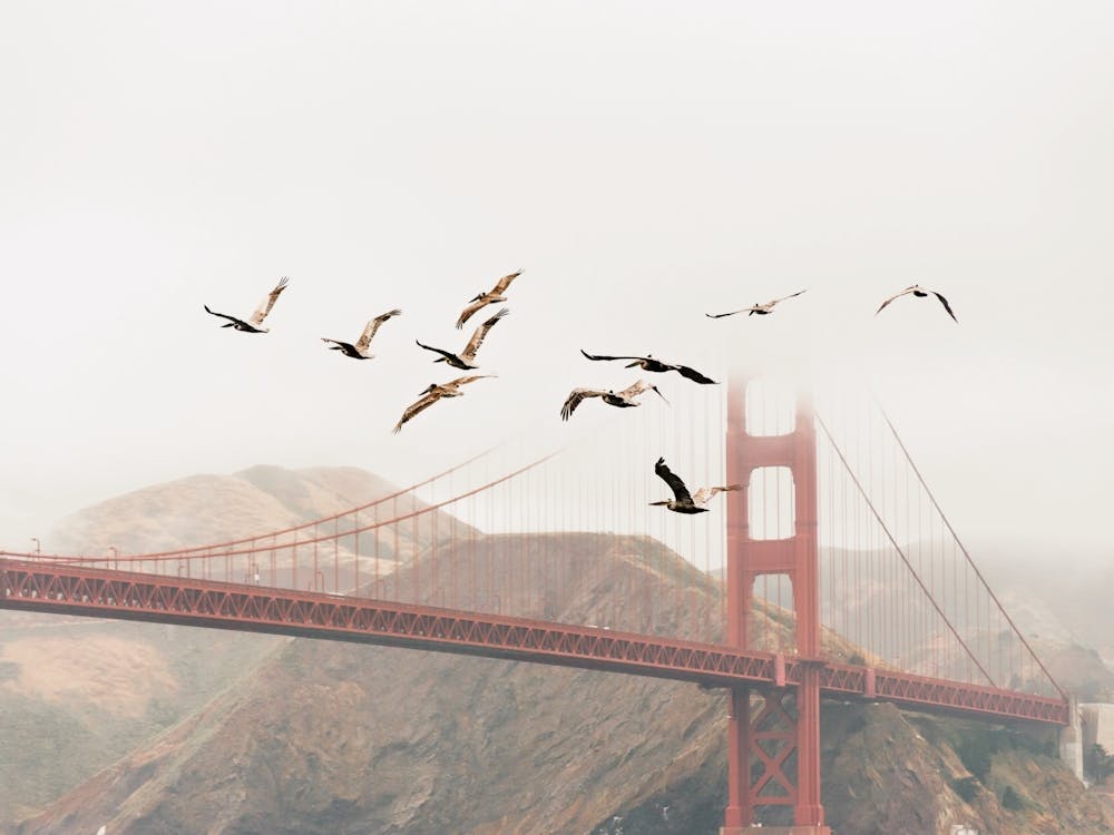 Seagulls And Bridge
