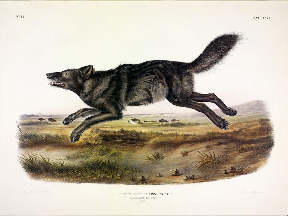 Black American Wolf, John James Audubon