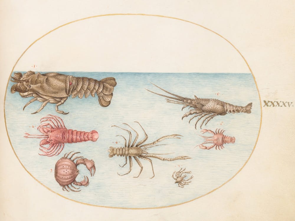 Animalia Aqvatilia et Cochiliata (c. 1575-1580), Joris Hoefnagel (5) 1