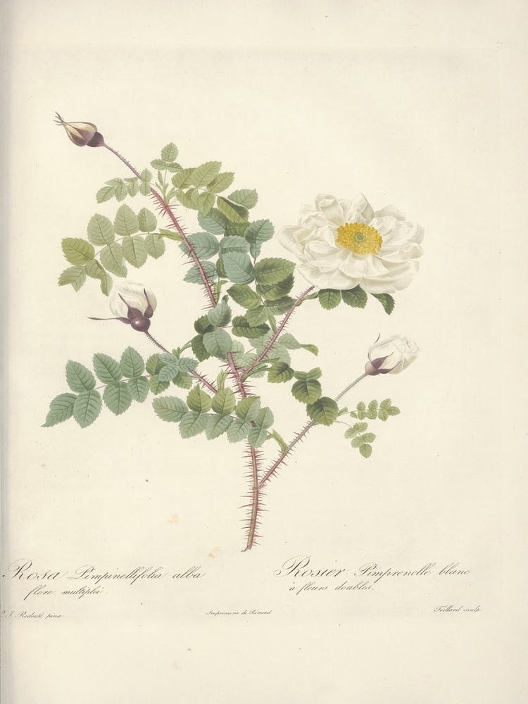 Rose Illustration, Pierre Joseph Redoute (54)