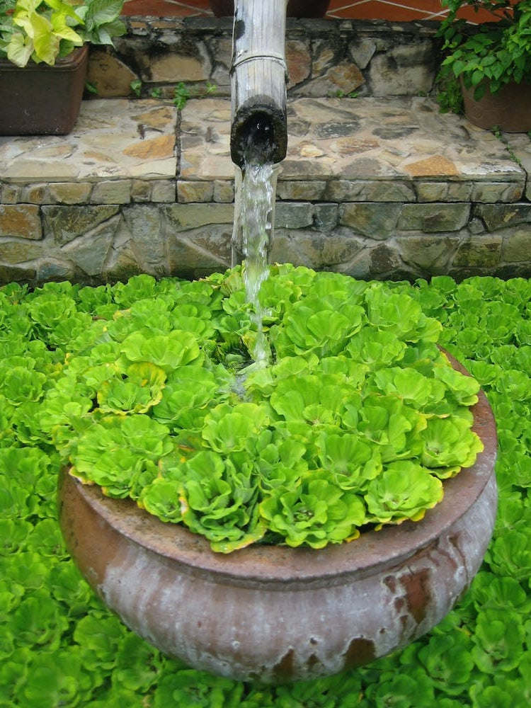 Water Fountain In The Garden