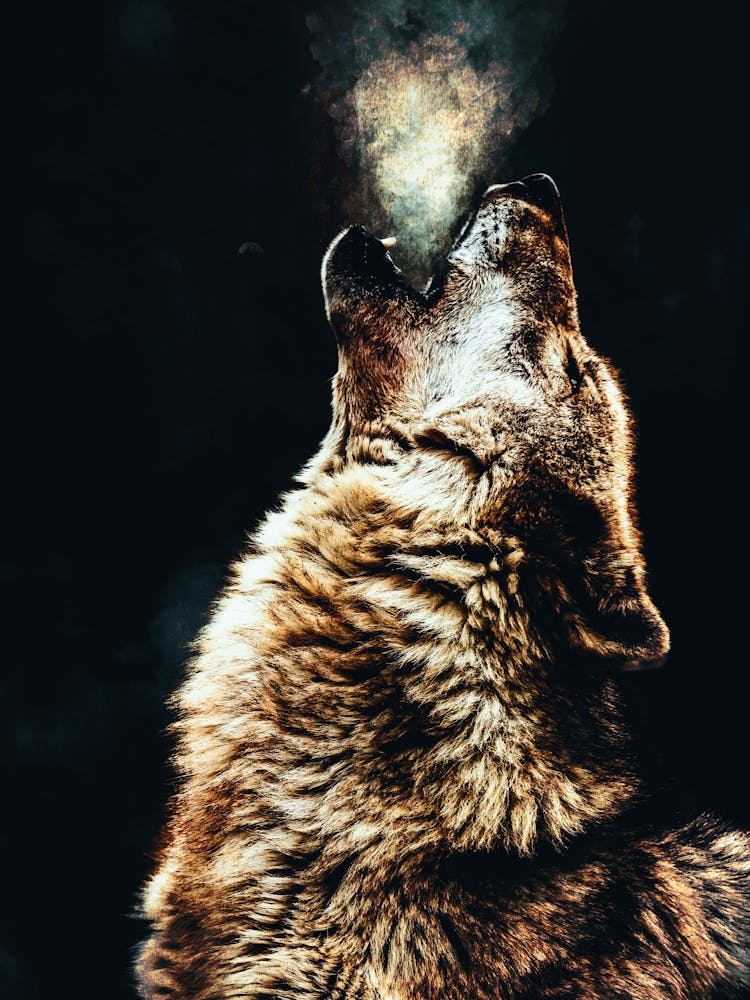 Howling Wolf
