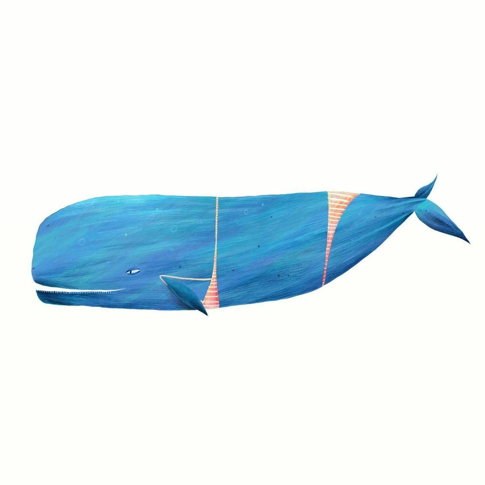 Baleine Bleue