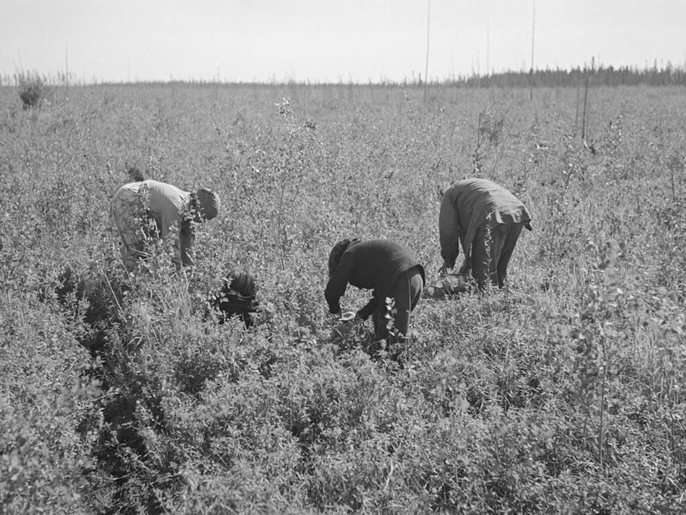 Untitled Photo, Possibly Related To Indian Woman Picking Blueberries Near Little Fork, Minnesota By Russell Lee