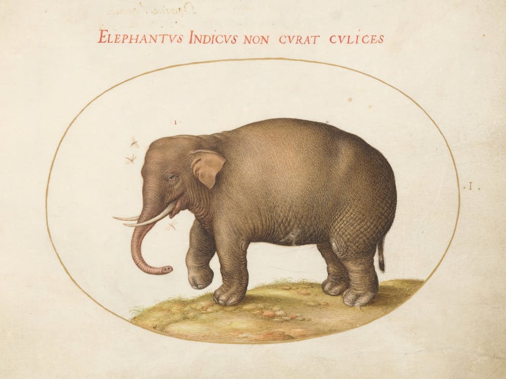Animalia Qvadrvpedia et Reptilia (c. 1575-1580), Joris Hoefnagel (3)