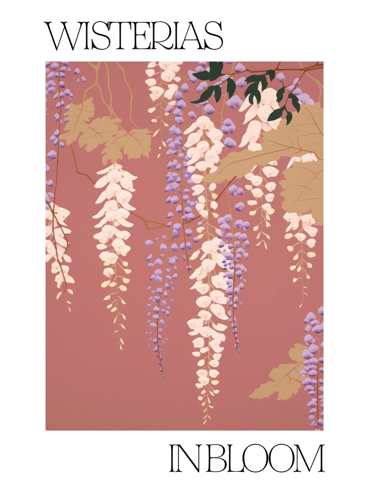 Wisterias In Bloom Flowers Bold Illustration 2