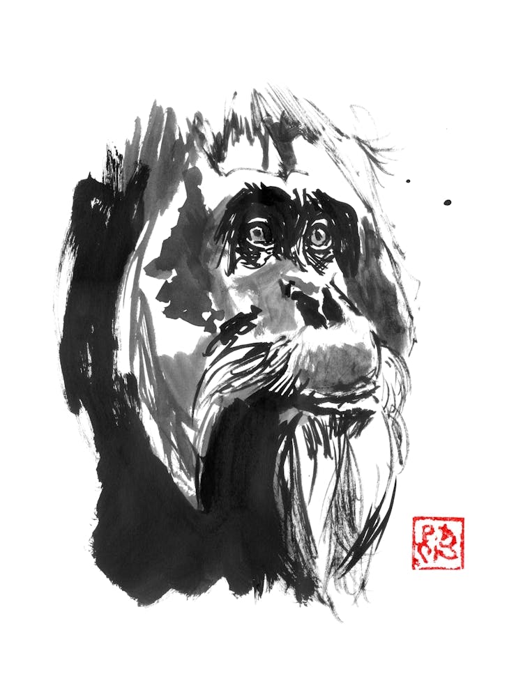 Orangutan 2