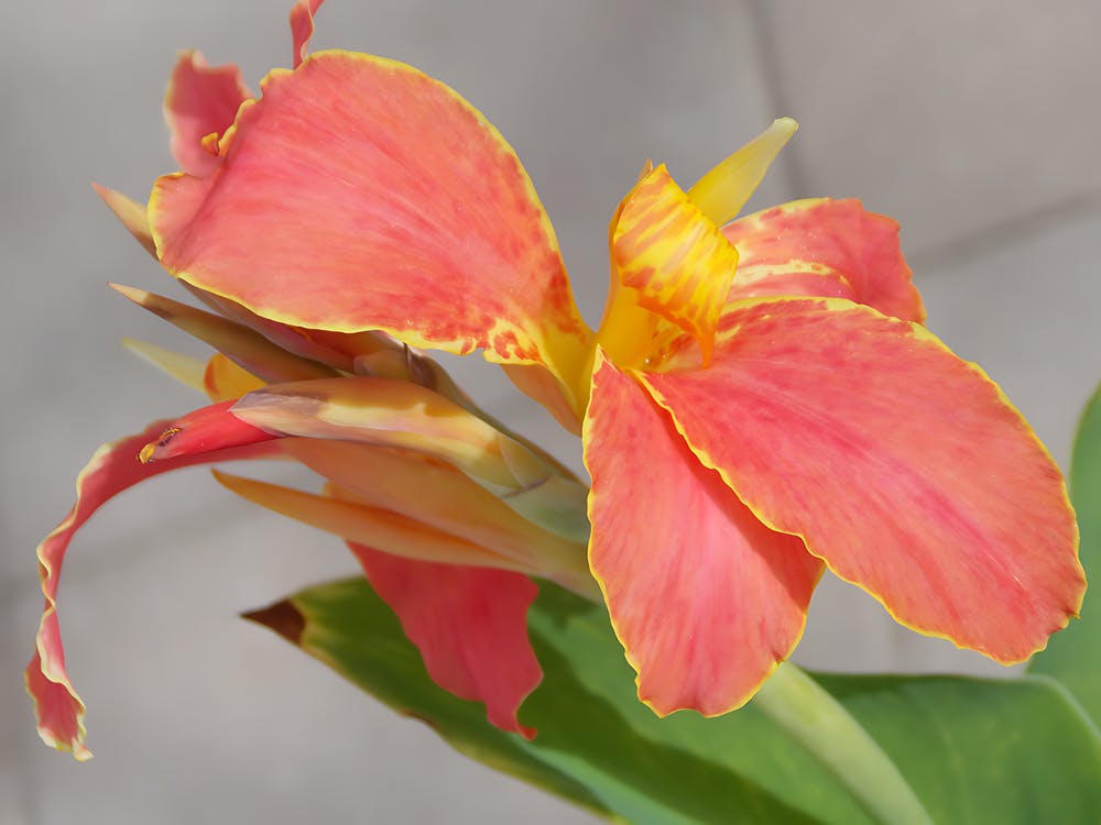 Salmon Colored Flower