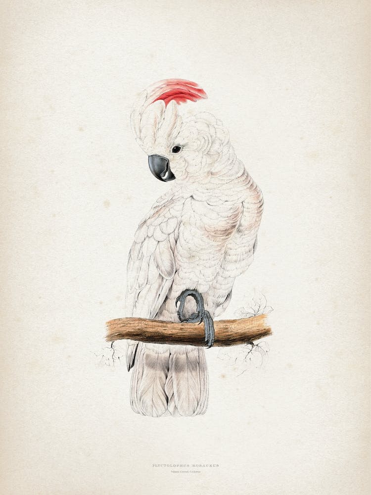 Vintage Lear 1 Plyctolophus Rosaceus