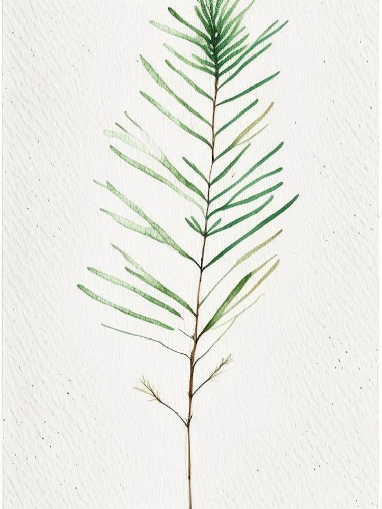 White Pine Leaf Minimalist Watercolour 3